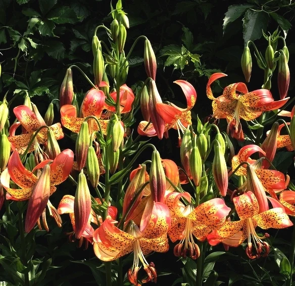 Lilium 'Fusion' — The Lily Garden